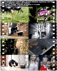 地平线系列：小猫日记