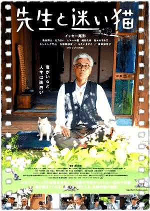 老师与流浪猫